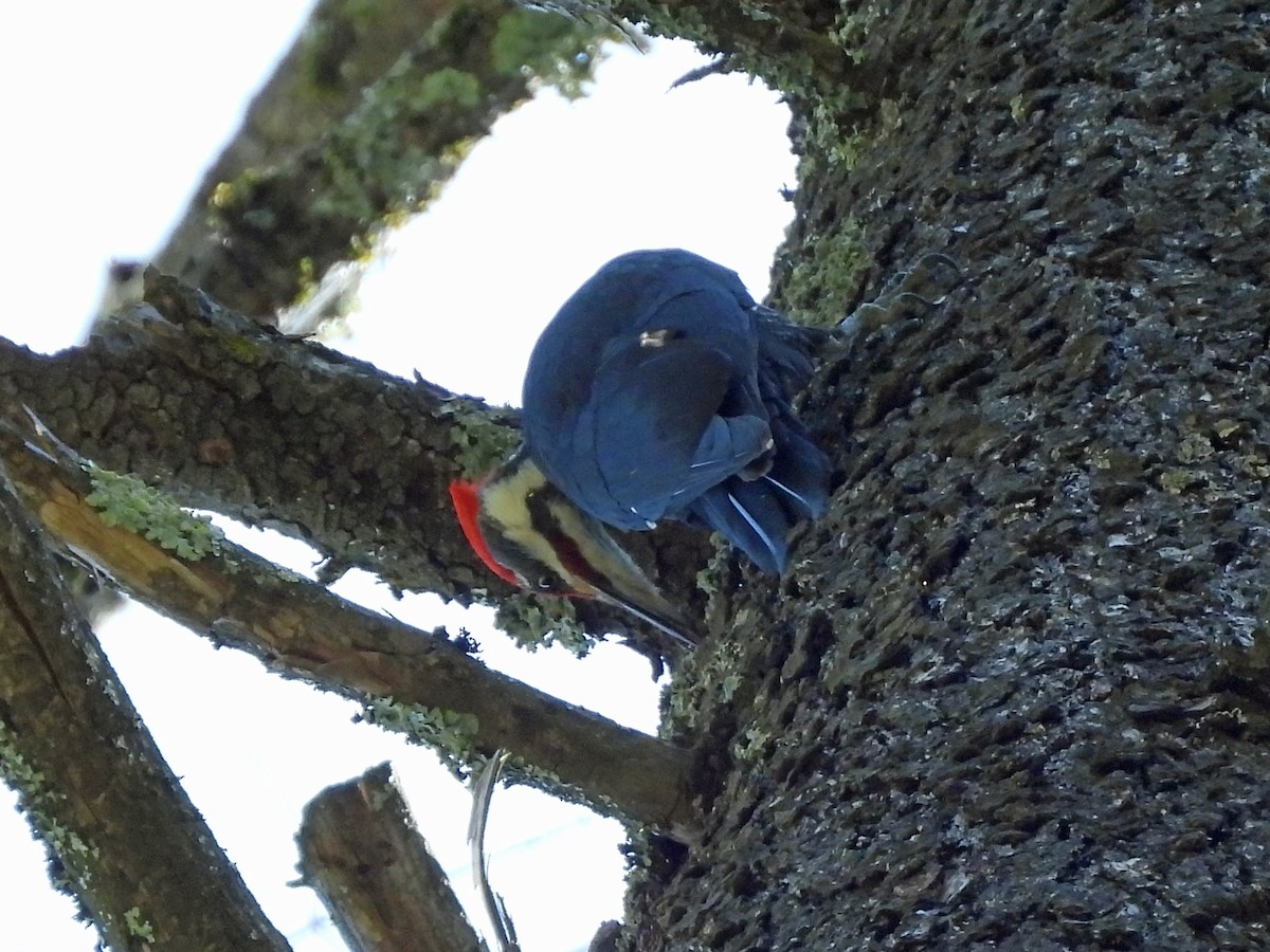 Pileated Woodpecker - ML617259392