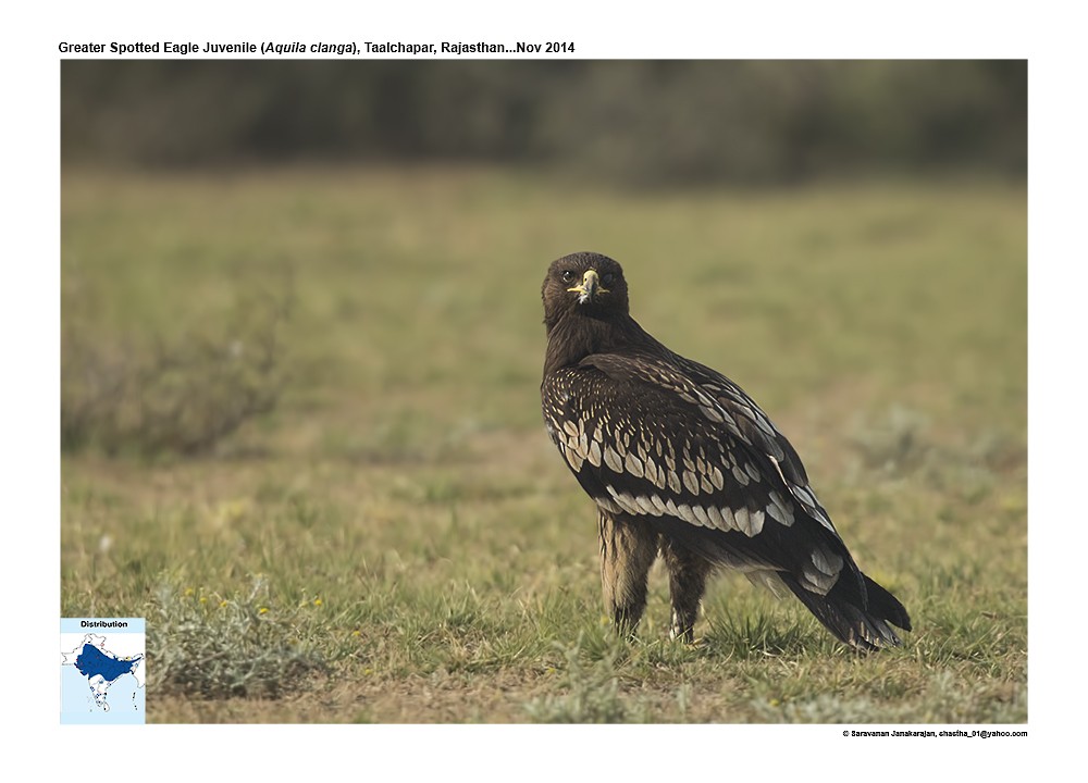 Greater Spotted Eagle - ML617259417