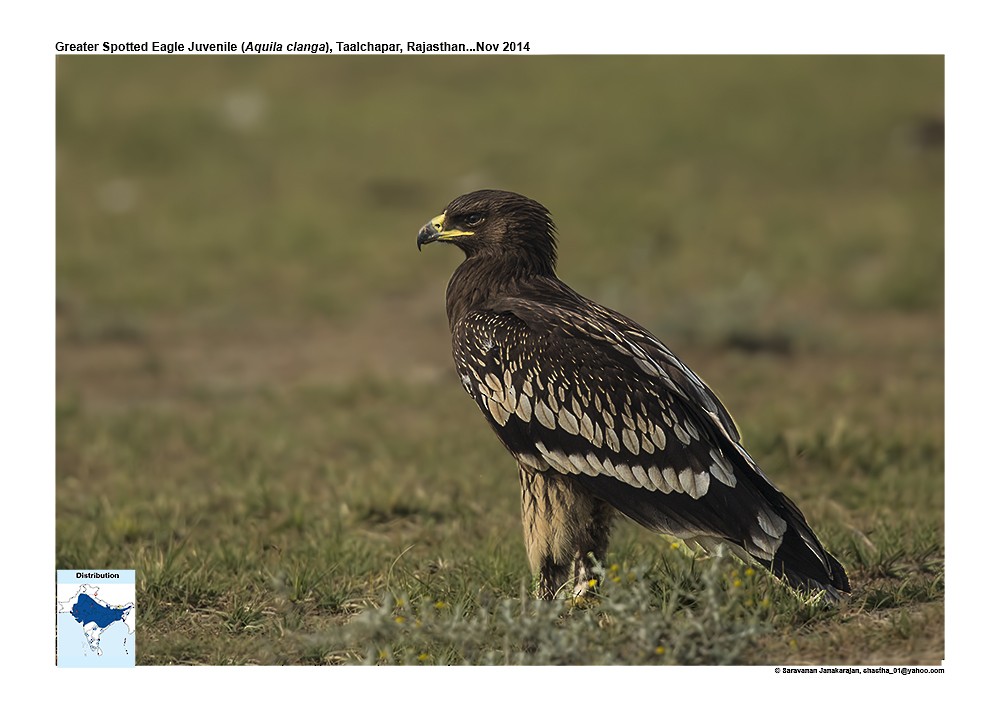 Greater Spotted Eagle - ML617259420