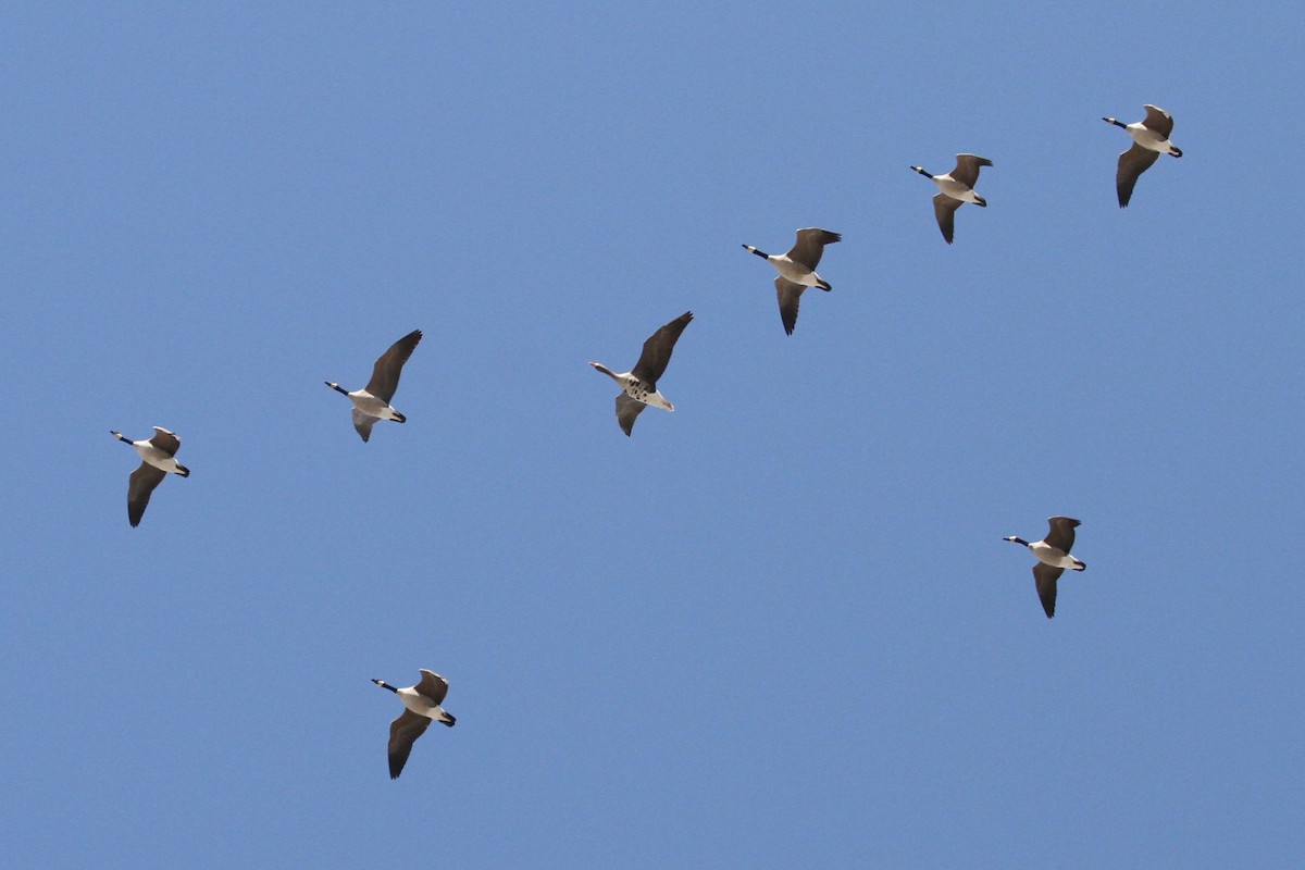 Greater White-fronted Goose - ML617259436