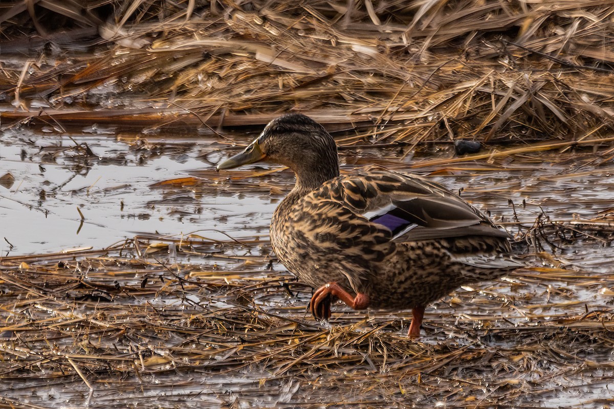 Mallard - ML617259453