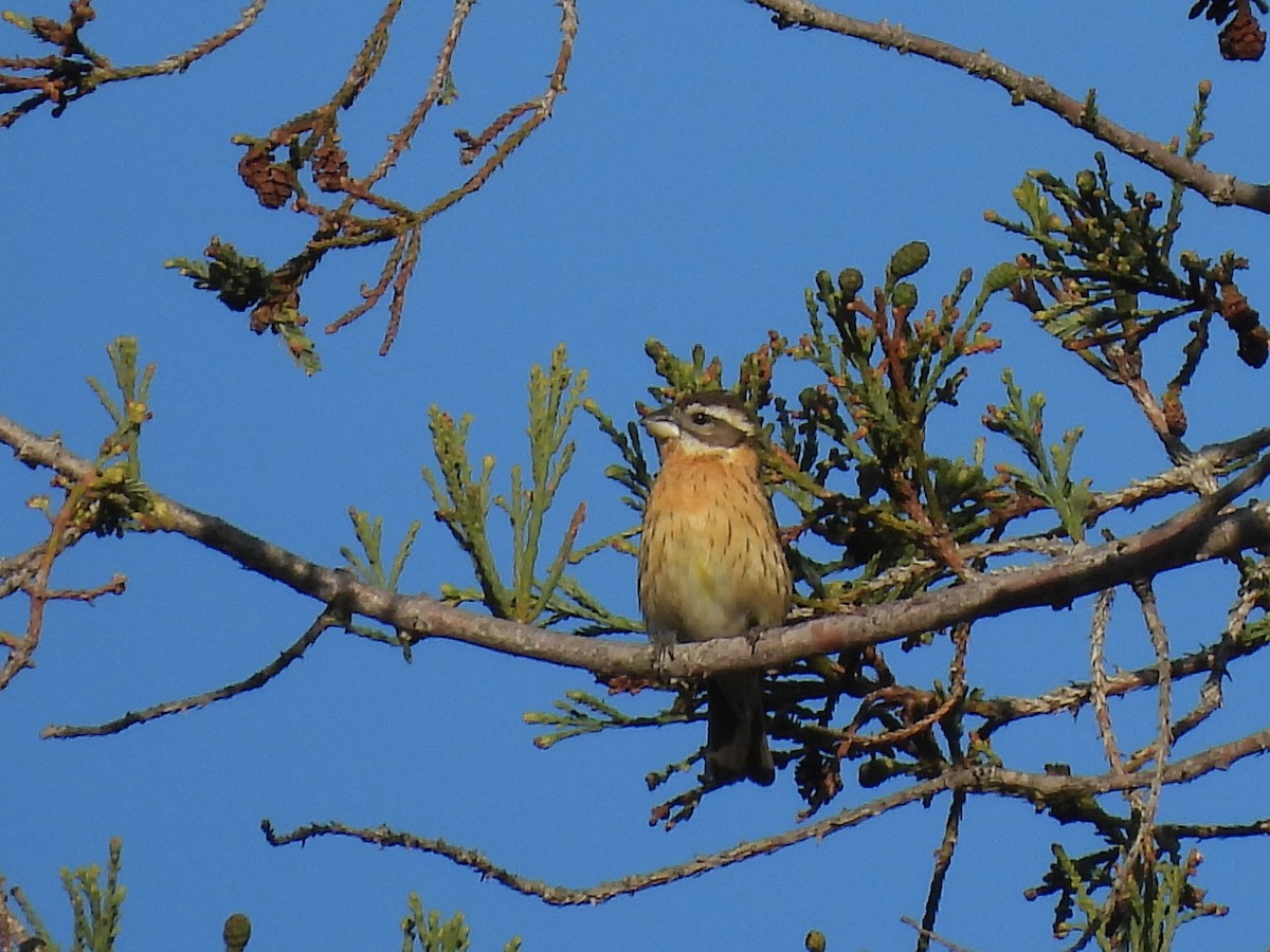 Black-headed Grosbeak - ML617259454