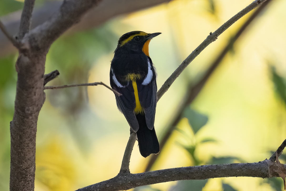 Narcissus Flycatcher - ML617259506