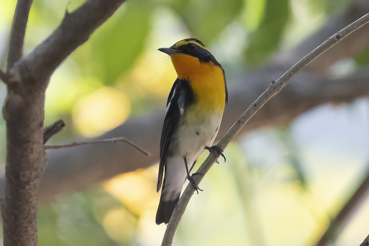 Narcissus Flycatcher - ML617259507