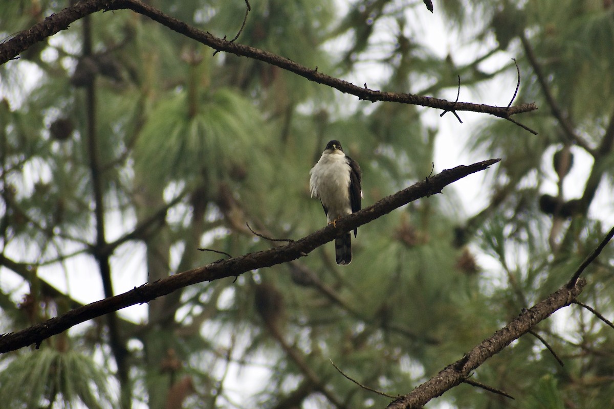 Sharp-shinned Hawk (White-breasted) - ML617259521