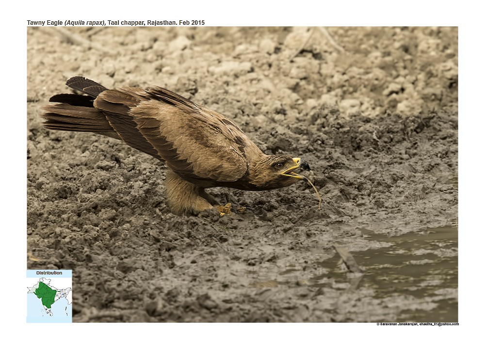 Tawny Eagle - ML617259522