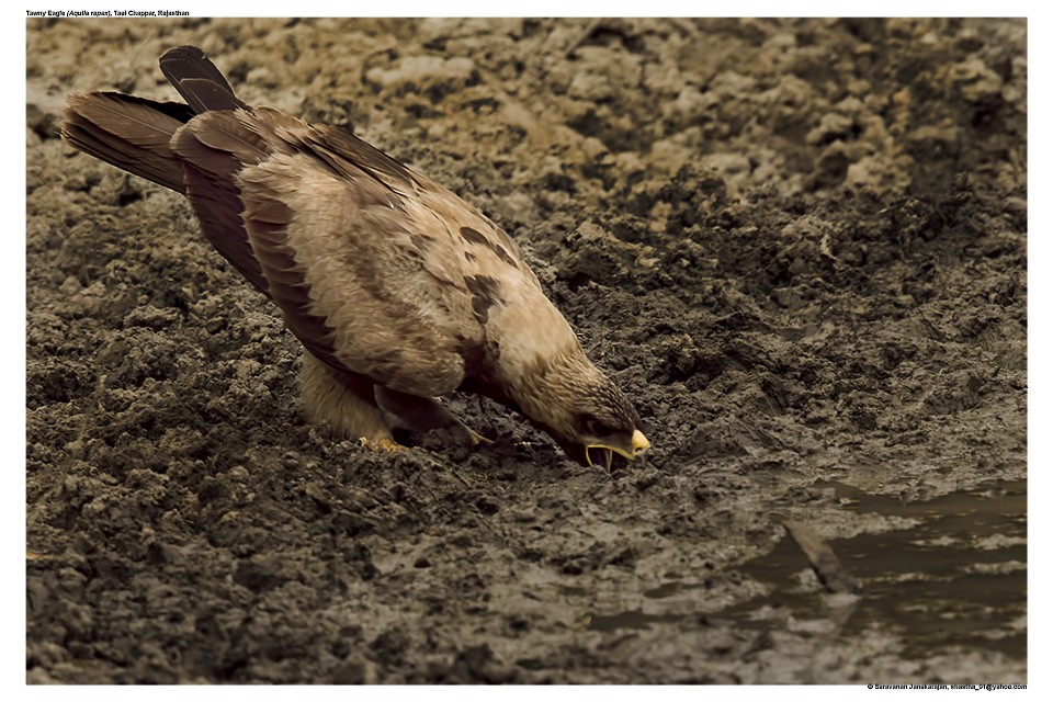 Tawny Eagle - ML617259523