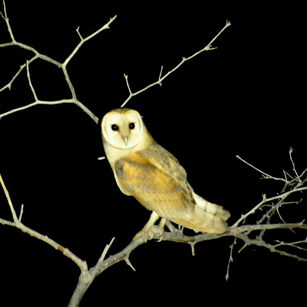 Western Barn Owl (Eurasian) - ML617259529