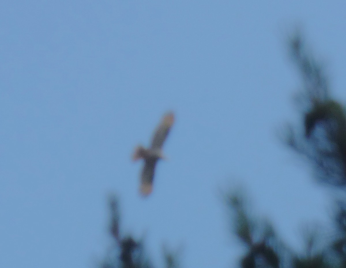 European Honey-buzzard - ML617259567