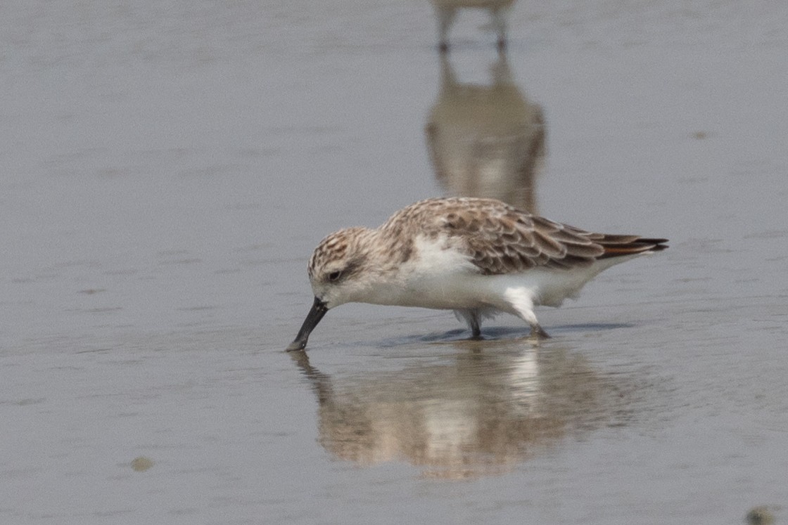 Spoon-billed Sandpiper - ML617259613