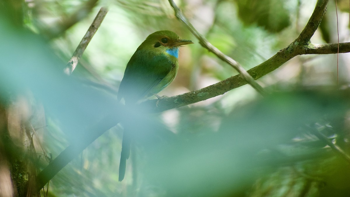 Blue-throated Motmot - Roberto Jovel