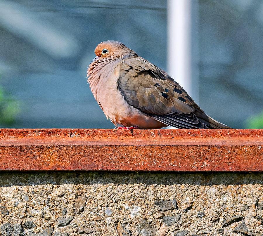 Mourning Dove - ML617259641