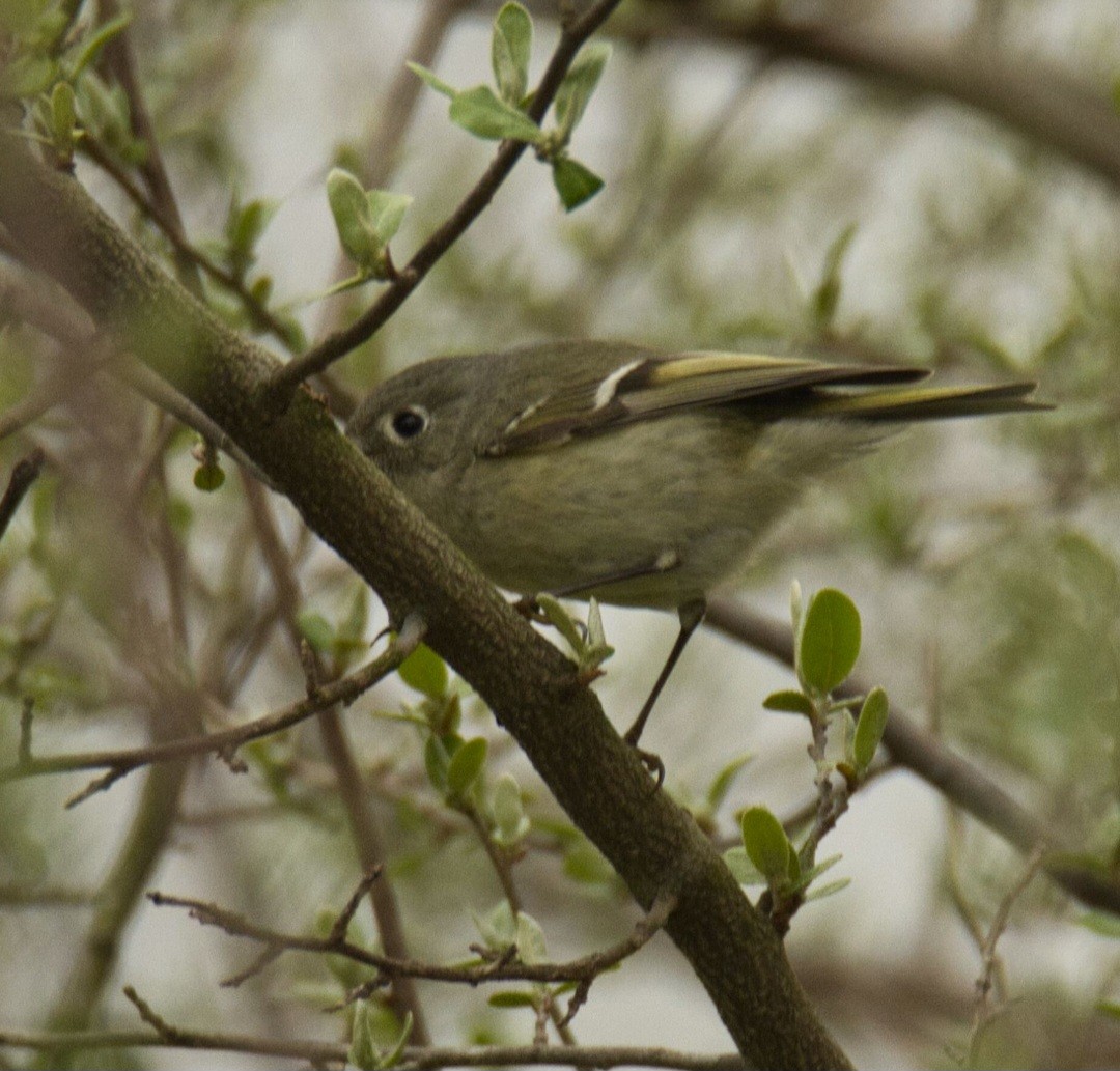 Ruby-crowned Kinglet - Knarr Dan