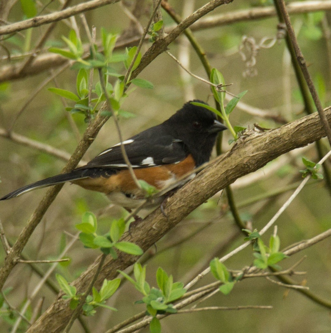 Eastern Towhee - ML617259663