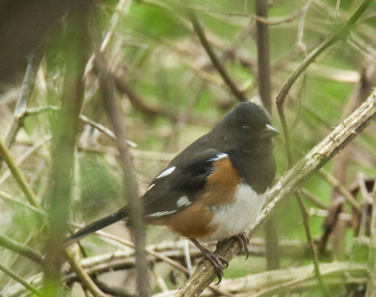 Eastern Towhee - ML617259664