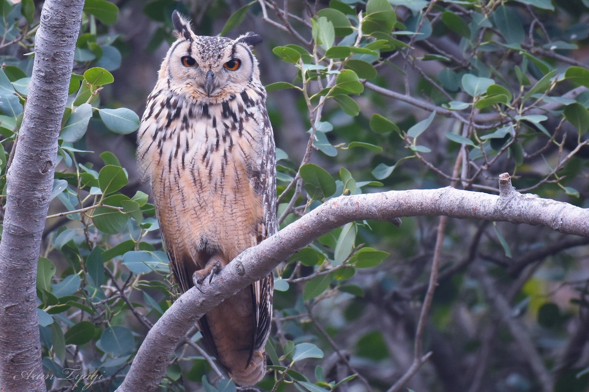 Rock Eagle-Owl - arun tyagi