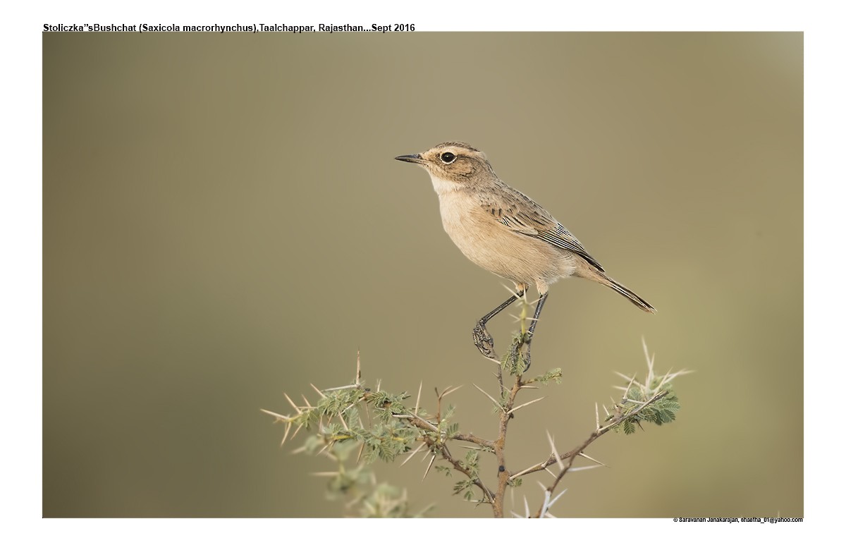 White-browed Bushchat - Saravanan Janakarajan