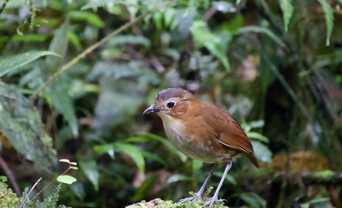 Rusty-tinged Antpitta - Frances Oliver