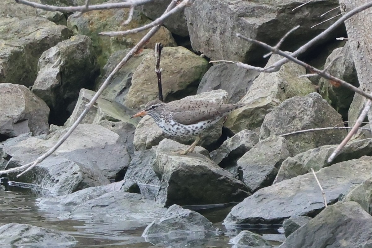Spotted Sandpiper - Brad Carlson