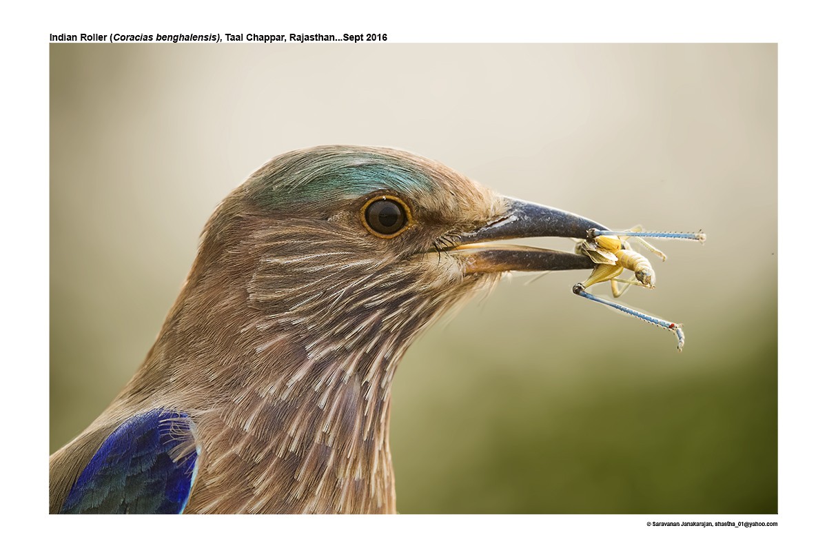 Indian Roller - Saravanan Janakarajan