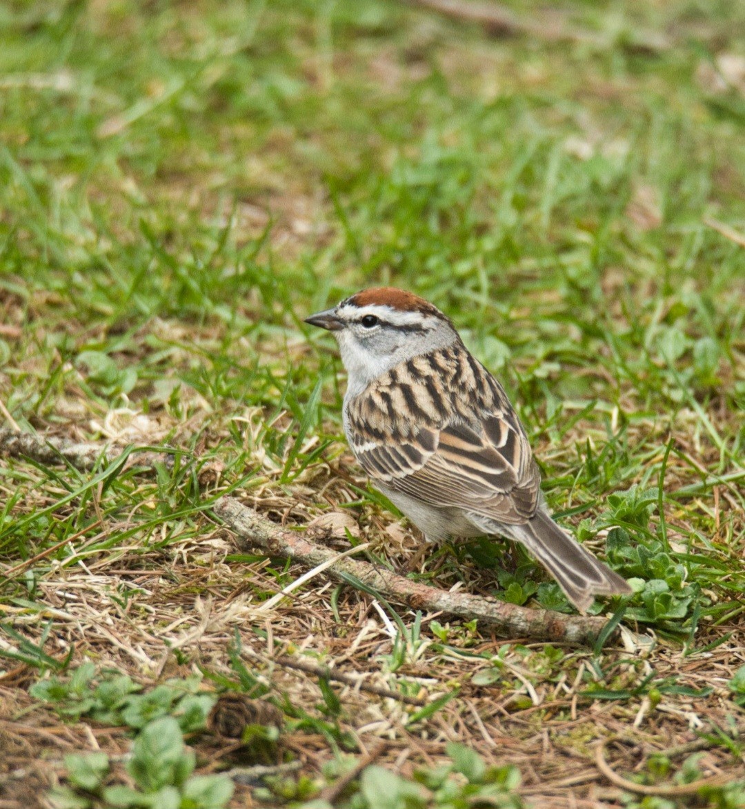 Chipping Sparrow - ML617259882