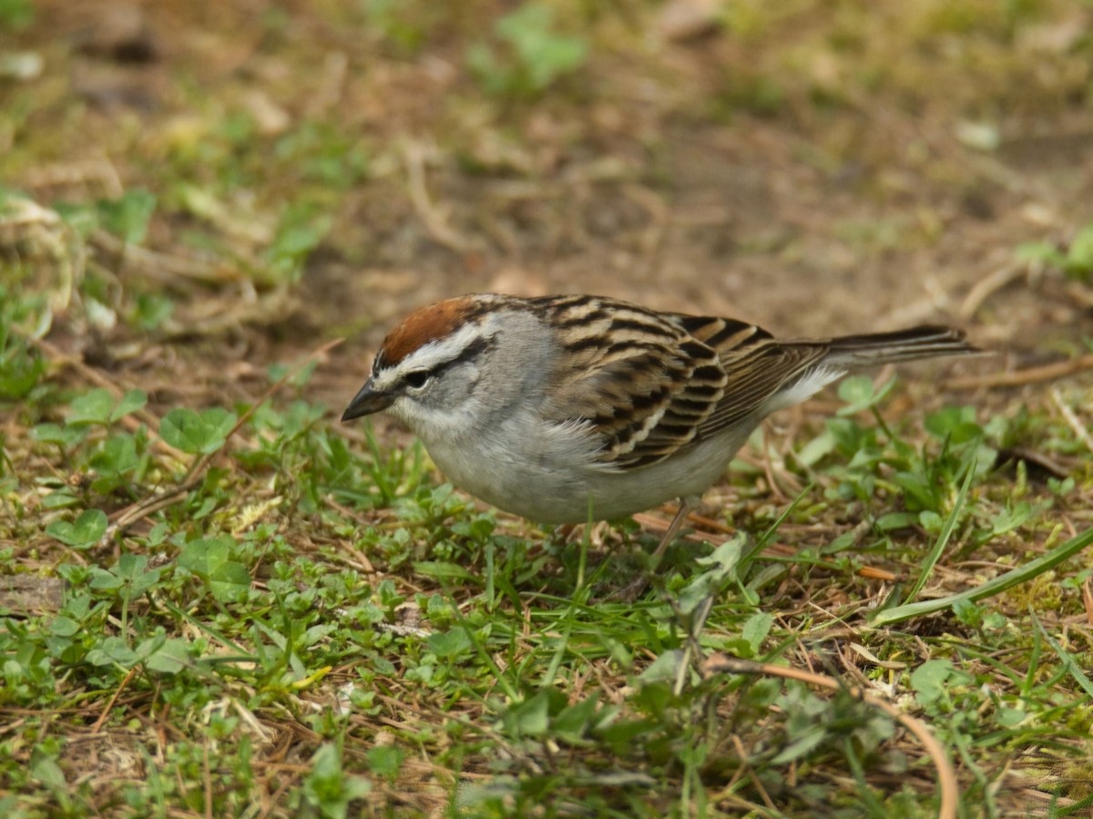 Chipping Sparrow - ML617259883