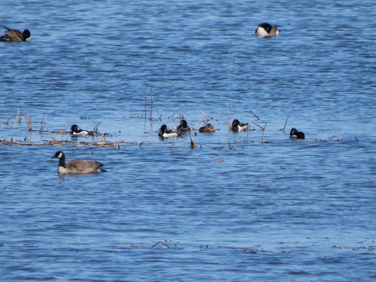 Ring-necked Duck - ML617259916