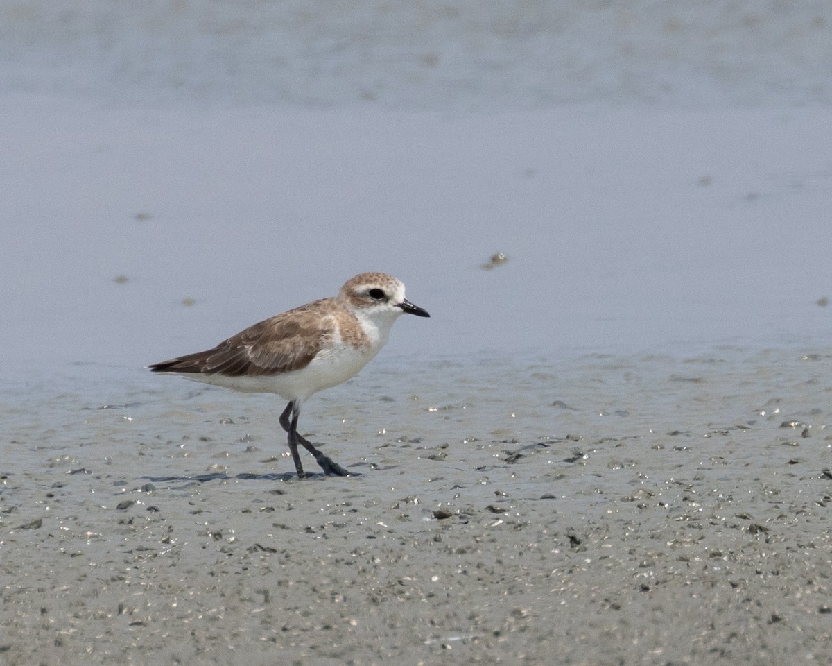 Tibetan Sand-Plover - Dixie Sommers