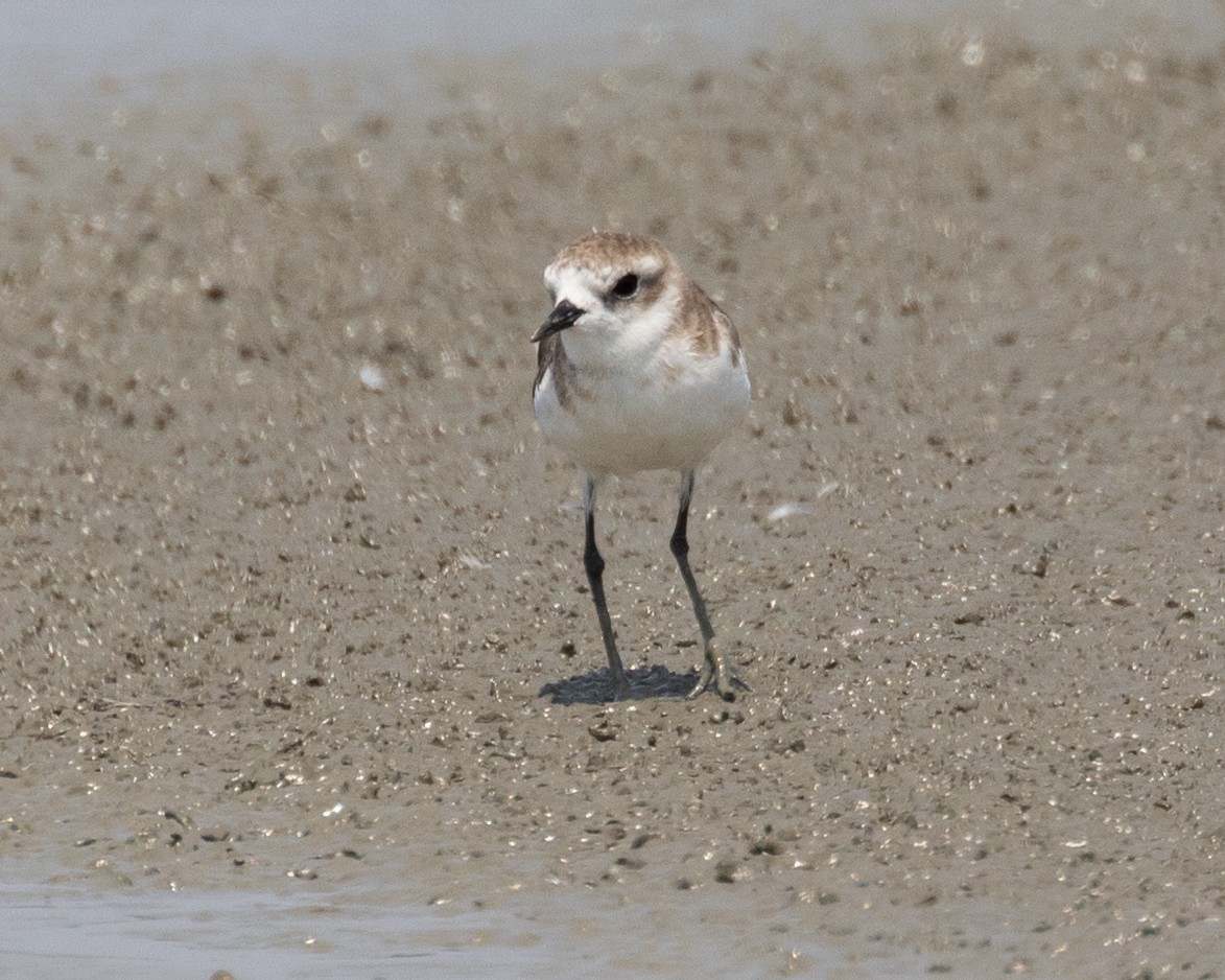 Tibetan Sand-Plover - Dixie Sommers