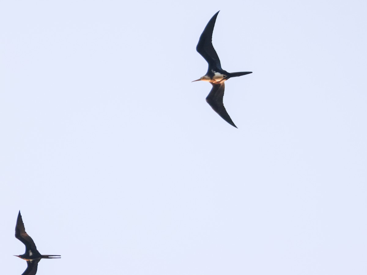 Christmas Island Frigatebird - ML617259950