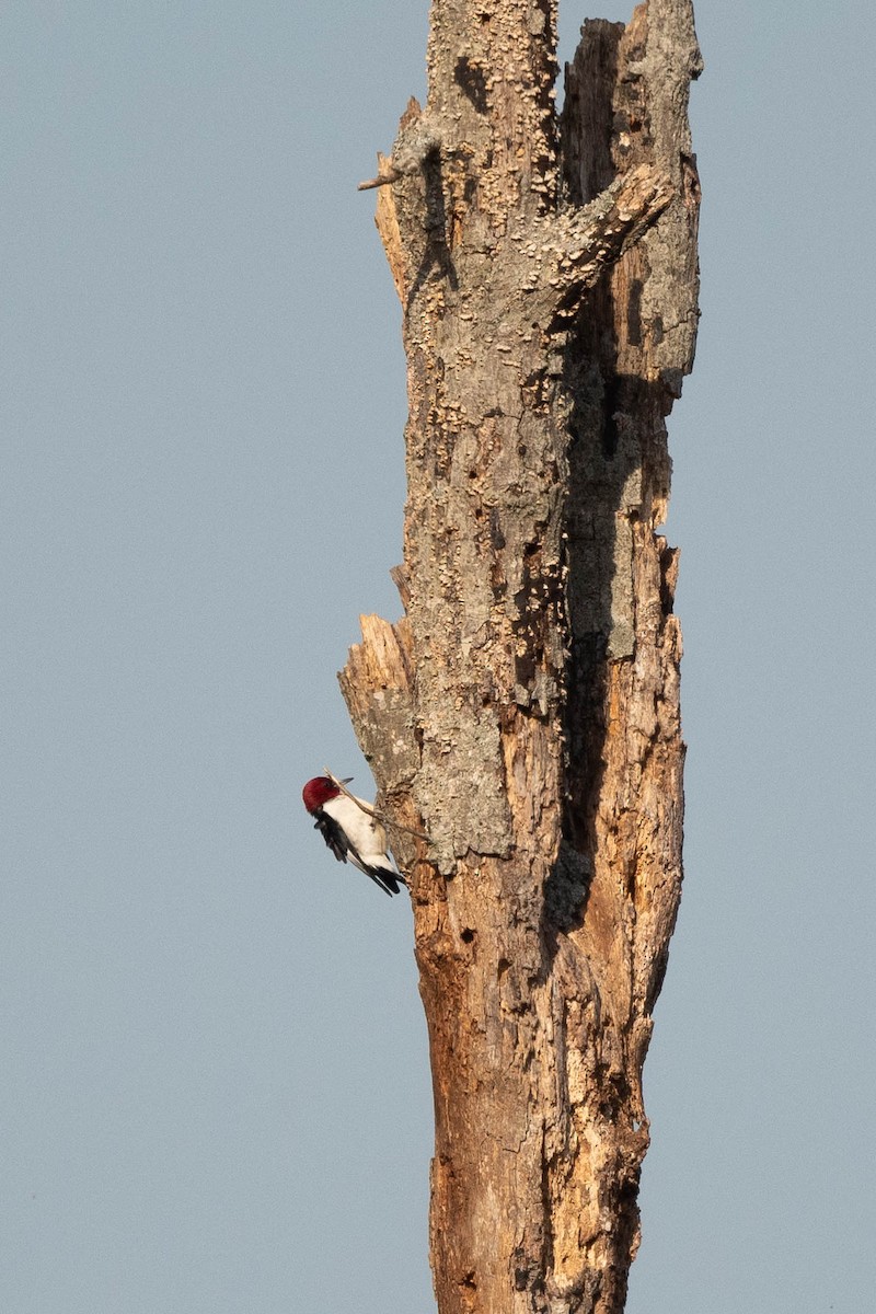 Red-headed Woodpecker - Jonathan Irons