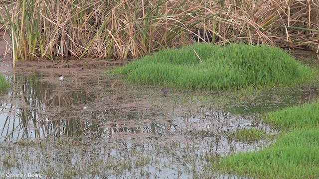 Baillon's Crake - ML617259980