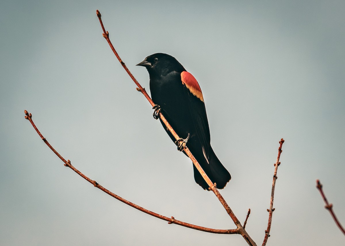 Red-winged Blackbird - ML617259990