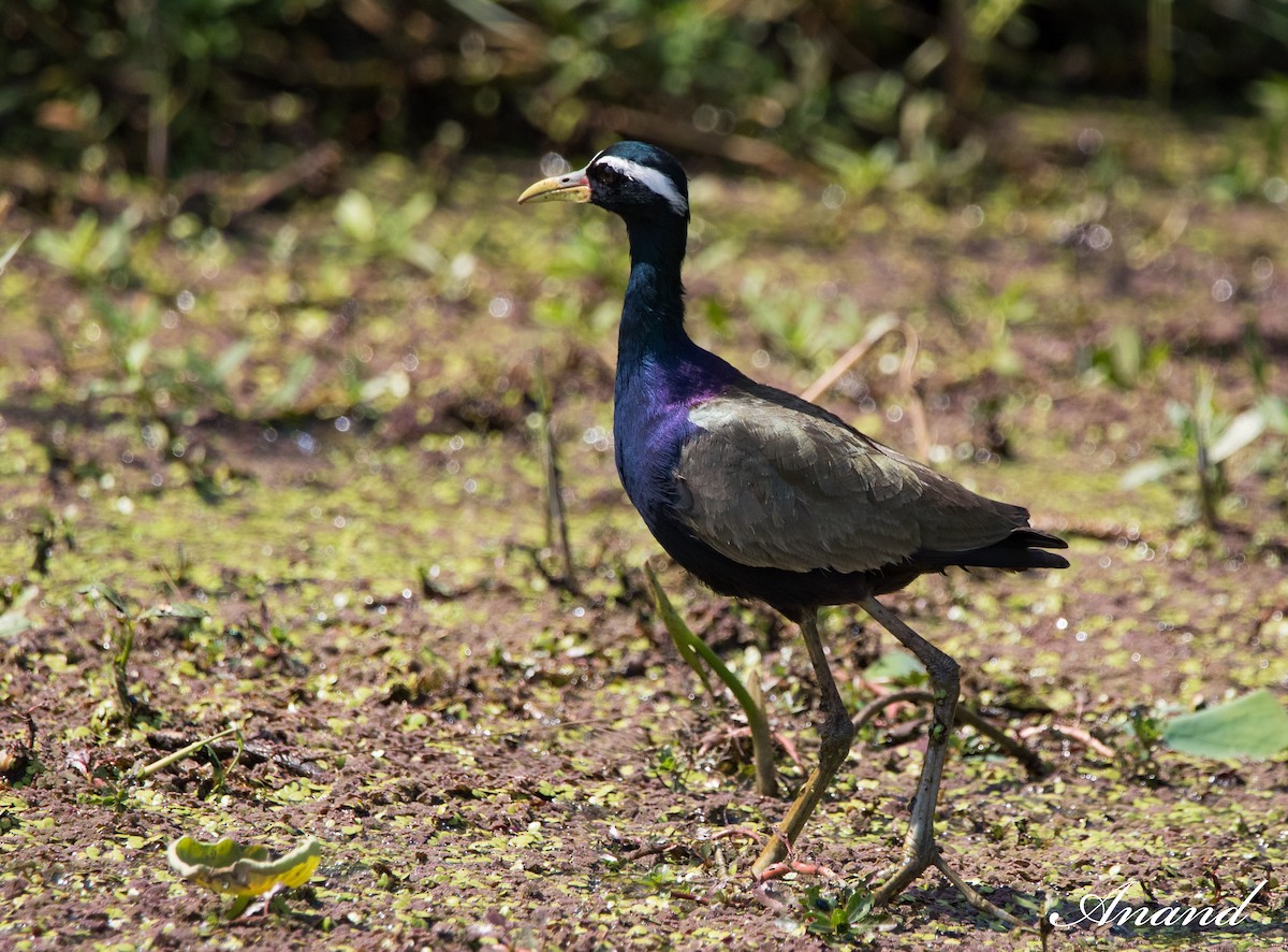 Bronze-winged Jacana - ML617259992