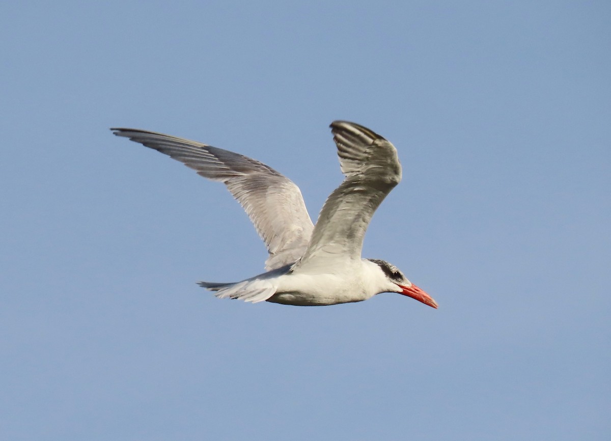 Caspian Tern - ML617260035