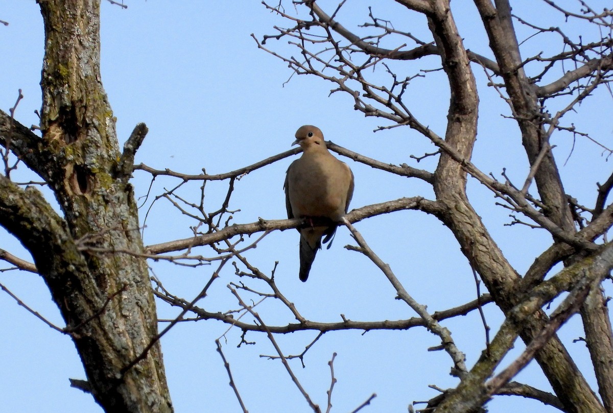 Mourning Dove - ML617260073