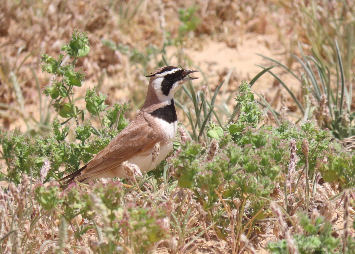 Temminck's Lark - ML617260106