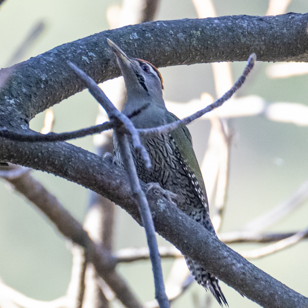 Scaly-bellied Woodpecker - ML617260124