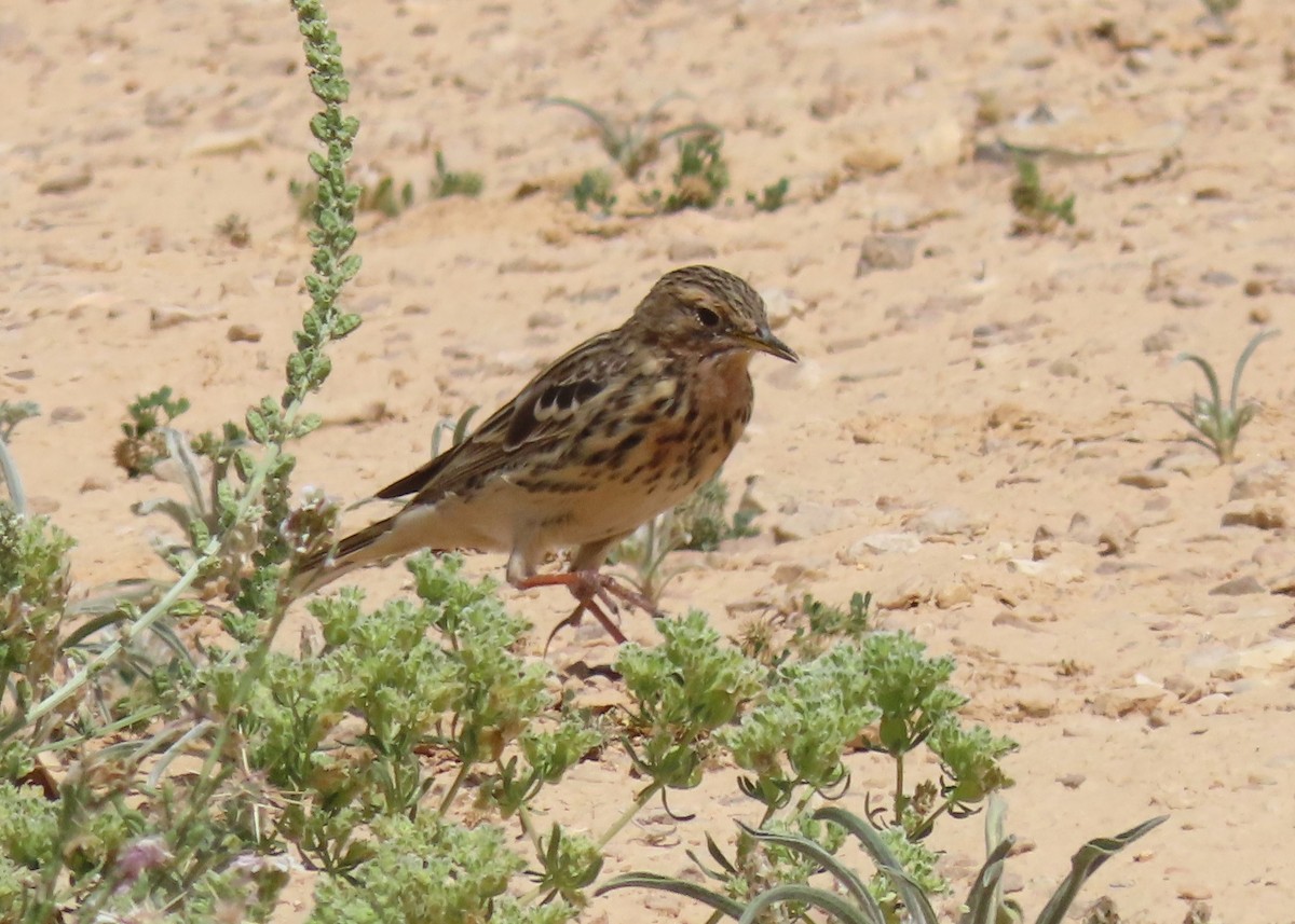 Red-throated Pipit - ML617260140