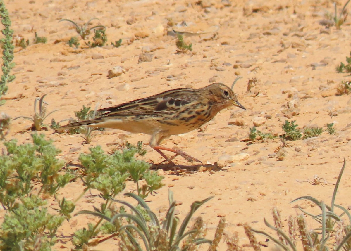 Red-throated Pipit - ML617260141