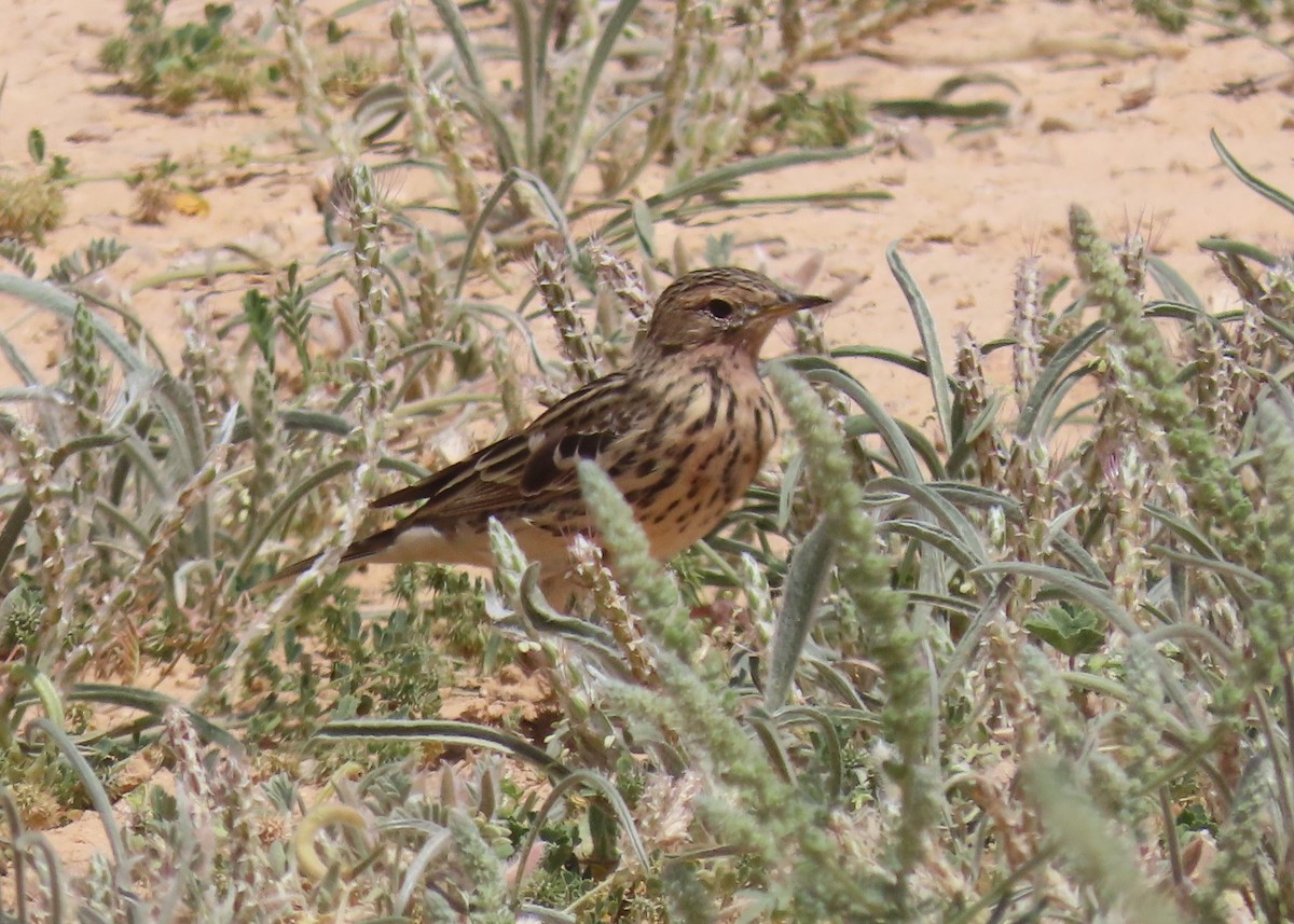 Red-throated Pipit - ML617260142