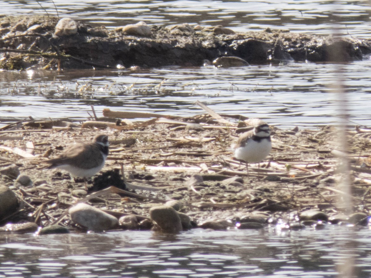 Little Ringed Plover - ML617260164