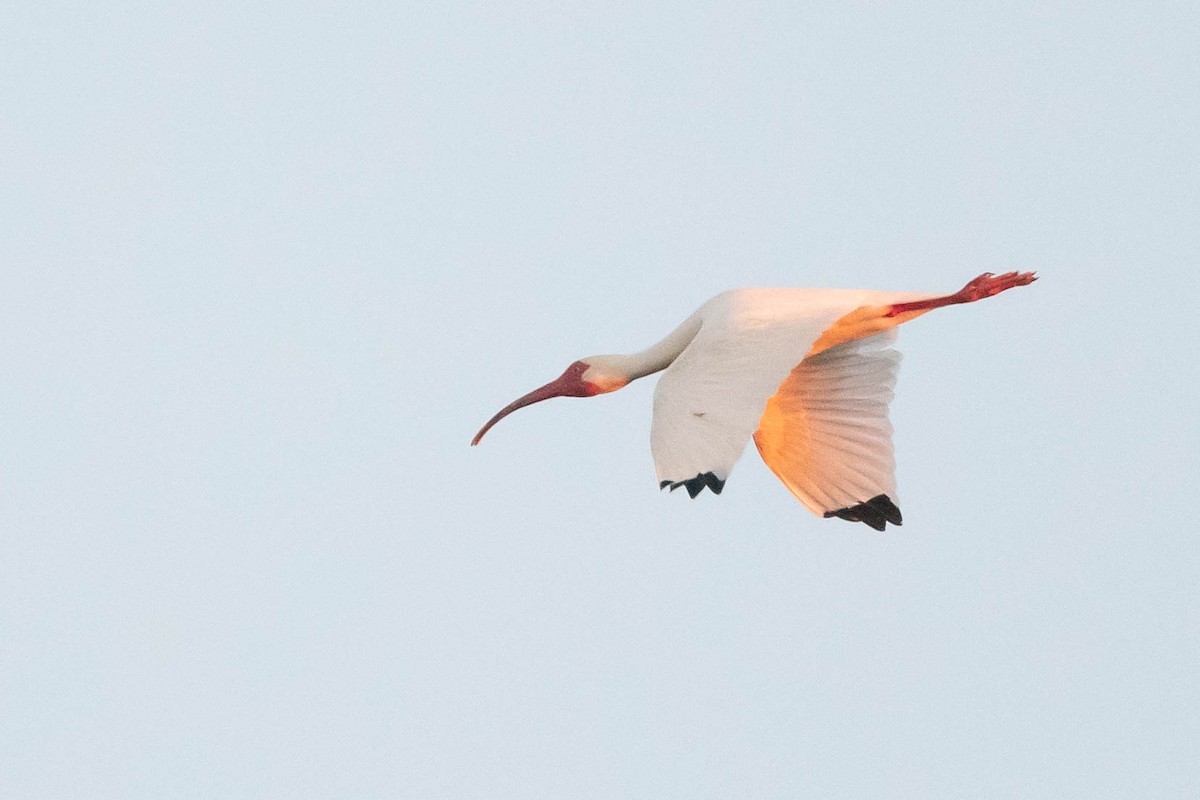 ibis bílý - ML617260166