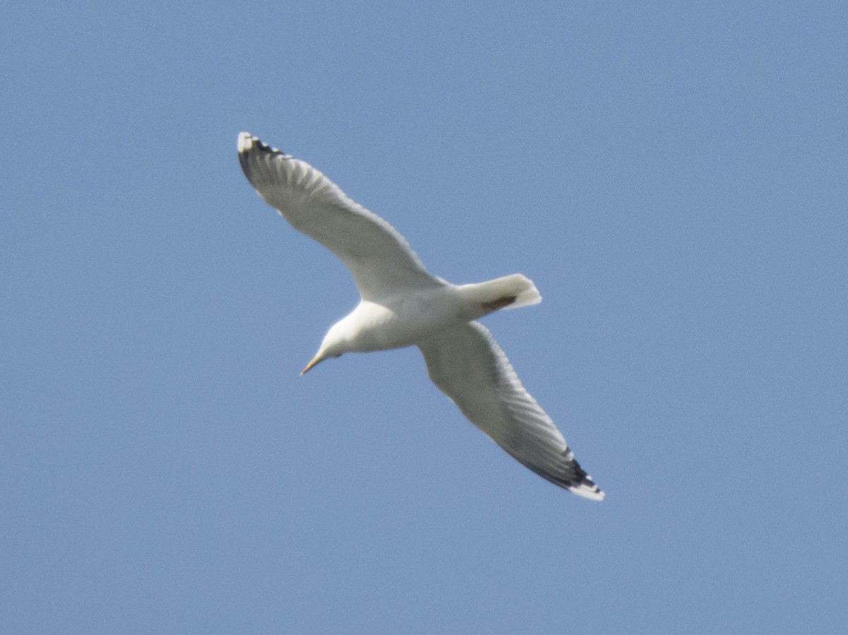 Caspian Gull - ML617260187