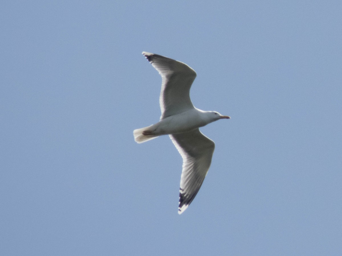 Caspian Gull - ML617260191