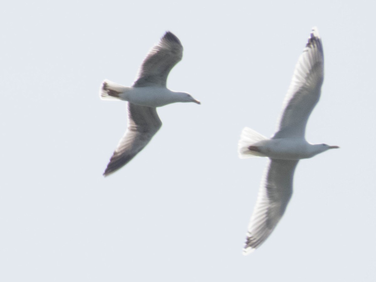 Caspian Gull - Hugo Schlenker