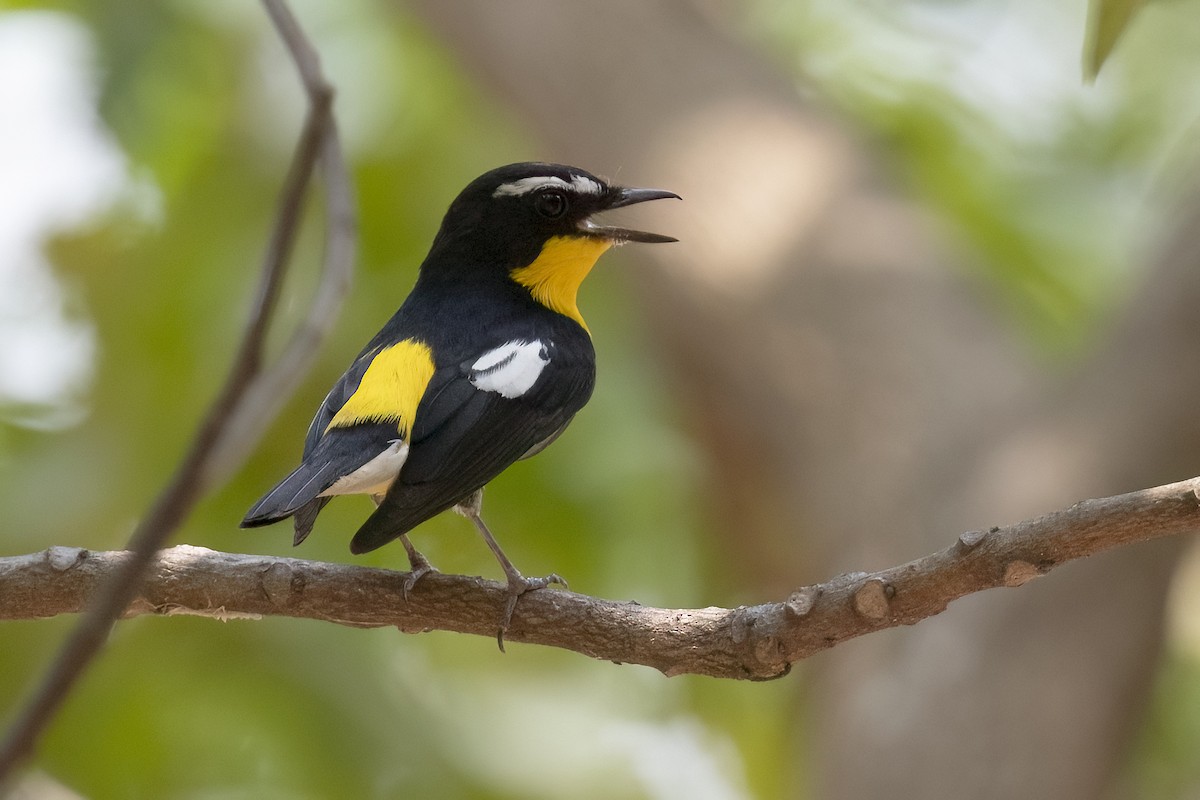 Yellow-rumped Flycatcher - ML617260193