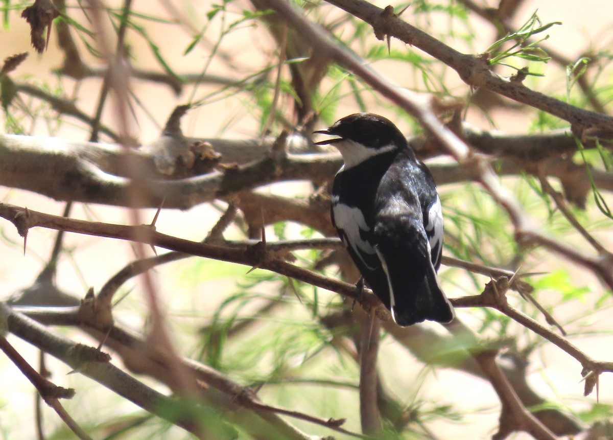 Semicollared Flycatcher - ML617260197