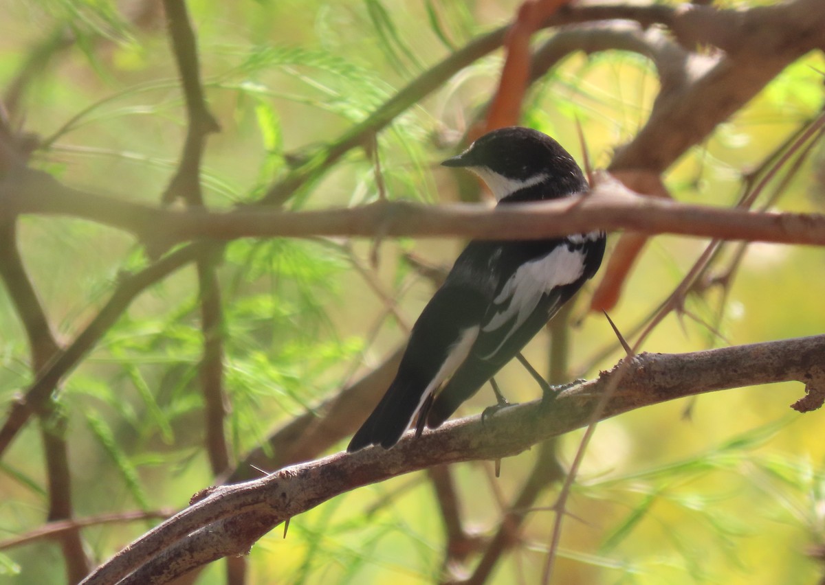 Semicollared Flycatcher - הלל נחמן