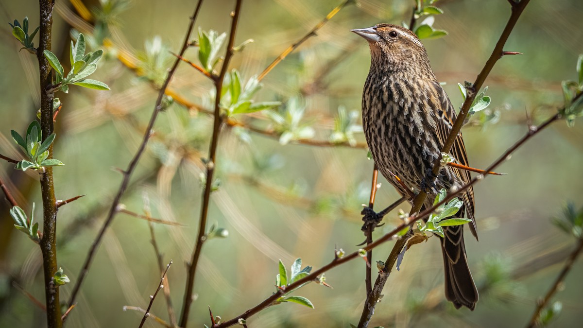 Red-winged Blackbird - Michael McGovern